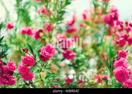 Fiore primavera estate esotici, giornata soleggiata concetto. Rosa in fiore oleandro fiore nerium o in giardino. Fiori Selvatici in Israele. Messa a fuoco selettiva. Copia dello spazio. Foto Stock