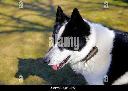Il cane di razza europea orientale Laika Foto Stock