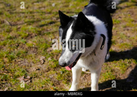 Il cane di razza europea orientale Laika Foto Stock