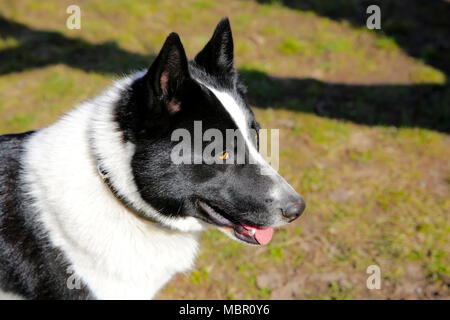 Il cane di razza europea orientale Laika Foto Stock