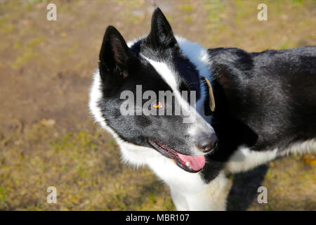 Il cane di razza europea orientale Laika Foto Stock