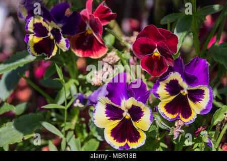 Viola tricolore/pansies in giardino Foto Stock