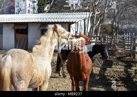 Closeup ritratto di due cavalli giocoso insieme al campo di fattoria/ marrone e cavalli bianchi giocare insieme Foto Stock