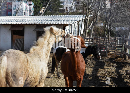 Closeup ritratto di due cavalli giocoso insieme al campo di fattoria/ marrone e cavalli bianchi giocare insieme Foto Stock