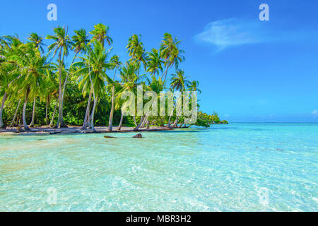 Le palme sulla spiaggia. Viaggi e turismo concept. Tahaa, Raiatea, Polinesia Francese Foto Stock