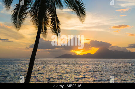 Silhouette di tropical Palm tree al tramonto. Moorea mountain in background. Romantica vacanza estiva concetto. Foto Stock