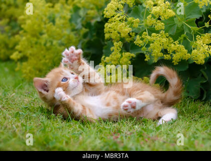 Carino Rosso tabby e bianco baby gattino giocando e mostrando i suoi artigli fuori in erba verde in un giardino fiorito Foto Stock