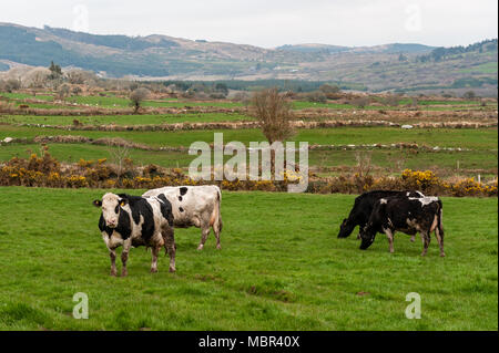 Vacche da latte/bovini che pascolano in un campo verde/prato durante la crisi foraggera di Ballydehob, West Cork, Irlanda. Foto Stock