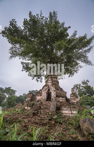 Albero che cresce dal tempio antico stupa in Hsipaw, stato Shan, Myanmar. Potenza del concetto di natura Foto Stock