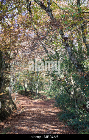 Percorso panoramico attraverso il bosco in autunno Foto Stock