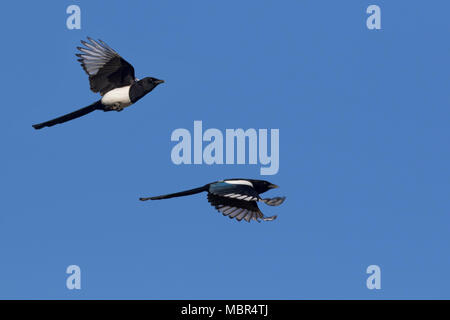Due Eurasian gazze / comune gazza (Pica pica) in volo contro il cielo blu Foto Stock