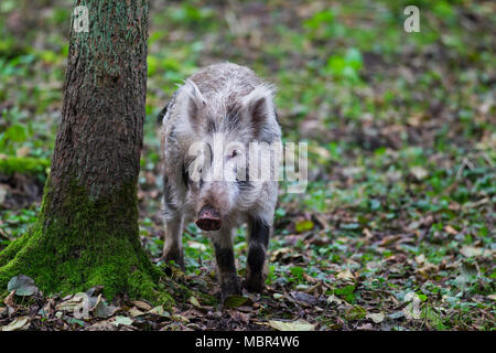 Macchiato il cinghiale (Sus scrofa) borchiati piglet rovistando nella foresta di autunno Foto Stock