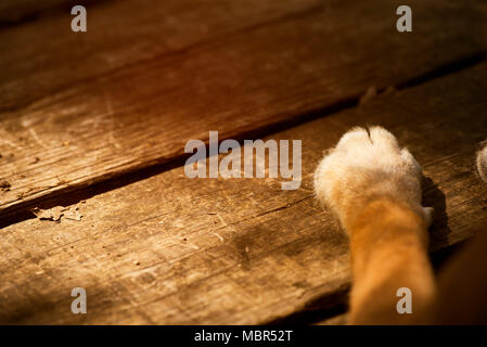 Dog zampe su legno, colori vintage Foto Stock