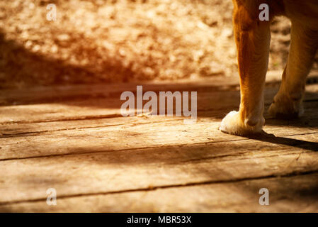 Dog zampe su legno, colori vintage Foto Stock