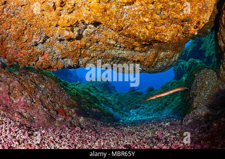 Atlantic trumpetfish (Aulostomus strigosus) hidding da subacquei in una grotta nel Mar de las Calmas riserva marina (El Hierro, Isole Canarie, Spagna) Foto Stock