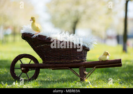 Tre piccoli anatroccoli in un carrello, immagine all'aperto nel parco, primavera Foto Stock