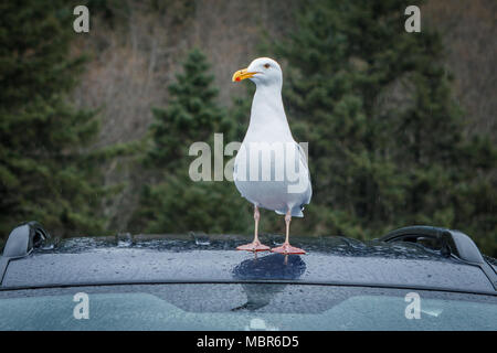 Un aringa gull sorge sulla sommità del tetto di un'automobile in Oregon. Foto Stock