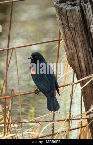 Un rosso-winged blackbird è arroccato su un recinto in Hauser, Idaho. Foto Stock