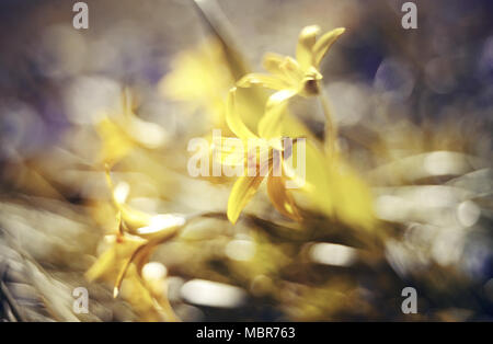 Abstract background sfocati con fiore di primavera Gagea lutea o stella gialla di Betlemme Foto Stock