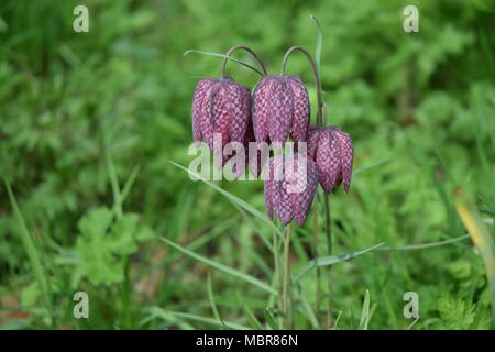 La primavera è arrivata: SNAKESHEAD FRITILLARY fiori, West Dean Gardens, WEST SUSSEX. Aprile 11th, 2018. Foto Stock