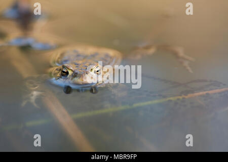 Il rospo comune (Bufo bufo) con linee di deposizione delle uova in acqua e di Emsland, Bassa Sassonia, Germania Foto Stock