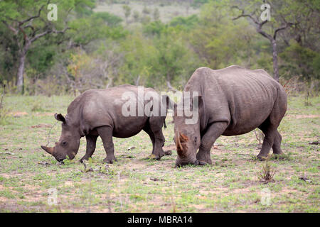 Due rinoceronti bianchi (Ceratotherium simum), Adulto, madre animale con metà adulto, alimentazione comportamento sociale, pachiderma Foto Stock