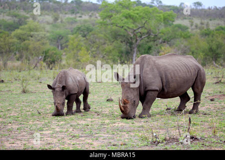 Due rinoceronti bianchi (Ceratotherium simum), Adulto, madre animale con metà adulto, alimentazione comportamento sociale, pachiderma Foto Stock