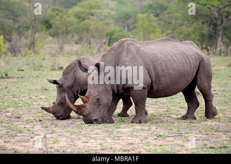 Due rinoceronti bianchi (Ceratotherium simum), Adulto, madre animale con metà adulto, alimentazione comportamento sociale, pachiderma Foto Stock