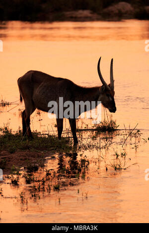 Ellipsen waterbuck (Kobus ellipsiprymnus), adulto maschio sull'acqua, silhouette, tramonto, Kruger National Park, Sud Africa Foto Stock