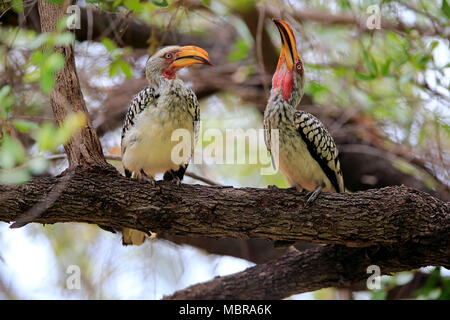 Southern Yellow-fatturati Hornbill (Tockus leucomelas), Adulto coppia courtsitting nella struttura ad albero, corteggiamento alimentazione, Parco Nazionale Kruger Foto Stock