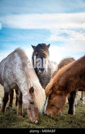 Cavalli islandesi (Equus islandicus) mangia fieno, Sud dell'Islanda, Islanda Foto Stock