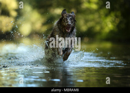 Dark Border Collie con pelo lungo salti attraverso gli spruzzi di acqua nella foresta, Germania Foto Stock