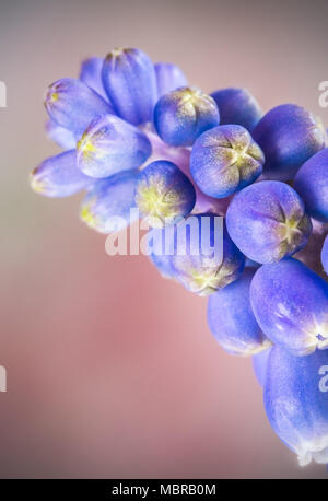 Close up Muscari botryoides boccioli di fiori - giacinti d'uva Foto Stock