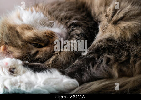 Felice e gatto dorme sul retro Foto Stock