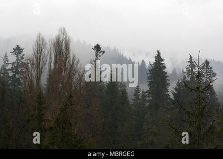 Forest tree tops di fronte montagne colline coperte con una misteriosa foschia Foto Stock