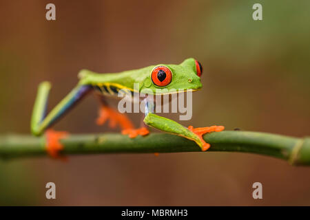 Red-eyed Tree Frog - Agalychnis callidryas, bella colorata da iconico in America centrale foreste, Costa Rica.
