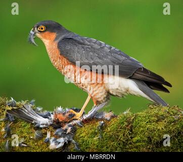 Wild Eyed sparviero Foto Stock