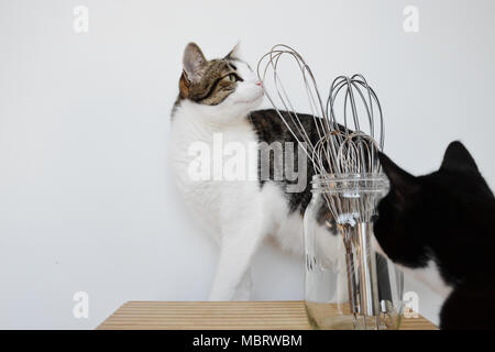 Due gatti sniff una collezione di quattro accompagna di dimensioni diverse in un vasetto di vetro su una superficie di legno contro uno sfondo bianco Foto Stock