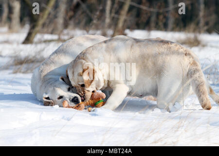 Due simpatici gatti giallo nella neve in inverno con un giocattolo ritratto Foto Stock