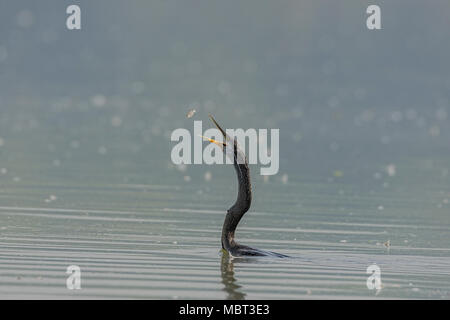 Darter o Snakebird ( Anhingidae ) lanciando il pesce. Foto Stock