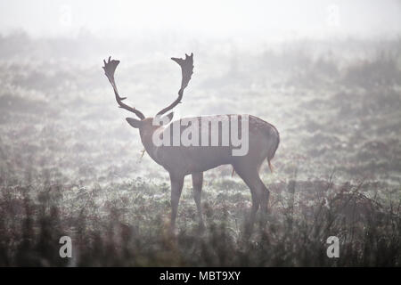 Maschio di daini (buck), con il classico spotted indietro e corna palmate, pascolo in Glenfield Lodge Park, Leicestershire, Regno Unito su una nebbiosa mattina di ottobre Foto Stock