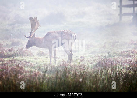 Maschio di daini (buck), con il classico spotted indietro e corna palmate, pascolo in Glenfield Lodge Park, Leicestershire, Regno Unito su una nebbiosa mattina di ottobre Foto Stock