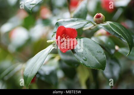 Fiori di Camellia japonica "Kimberly' a Clyne giardini, Swansea, Wales, Regno Unito. Foto Stock
