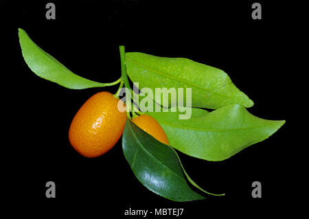 Kumquat frutti (Fortunella margarita) Foto Stock