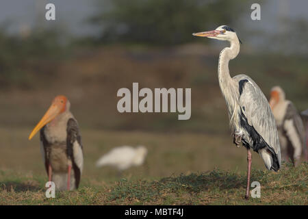 Airone cinerino (Ardea cinerea) permanente. Foto Stock