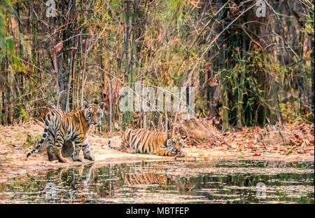 Due piccolo grazioso Bengala selvatico cuccioli di tigre, Panthera tigri tigri, fratelli, da un waterhole in Bandhavgarh Riserva della Tigre, Madhya Pradesh, India Foto Stock