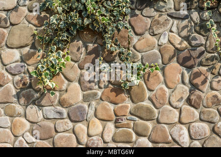 Muro di pietra di sole sulla quale un impianto Foto Stock