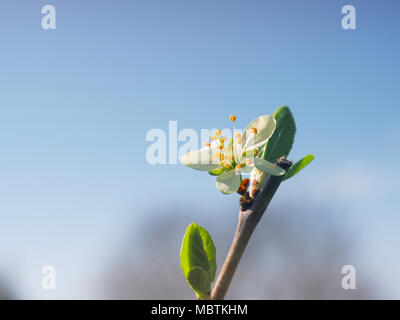 Belli freschi Fiori di un susino vicino fino in una giornata di sole Foto Stock