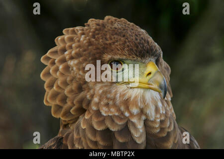 Ritratto di una bateleur eagle Foto Stock