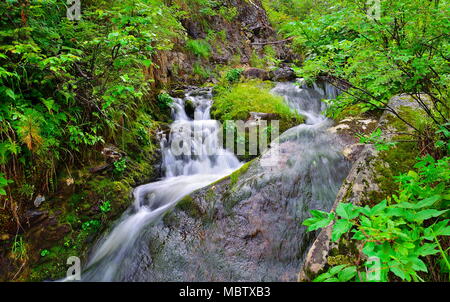 Cascata di una piccola cascata in mountain creek con il freddo acqua pura tra rocce con coperte di muschio - bella estate sunny paesaggio della natura selvaggia Foto Stock